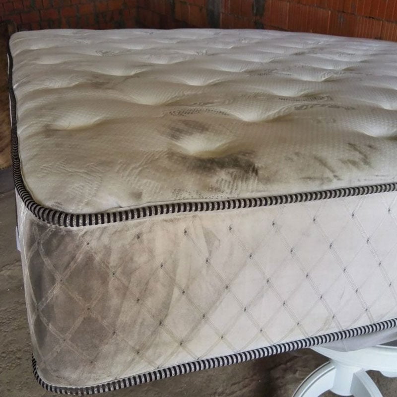 big-mold-on-mattress-800x800