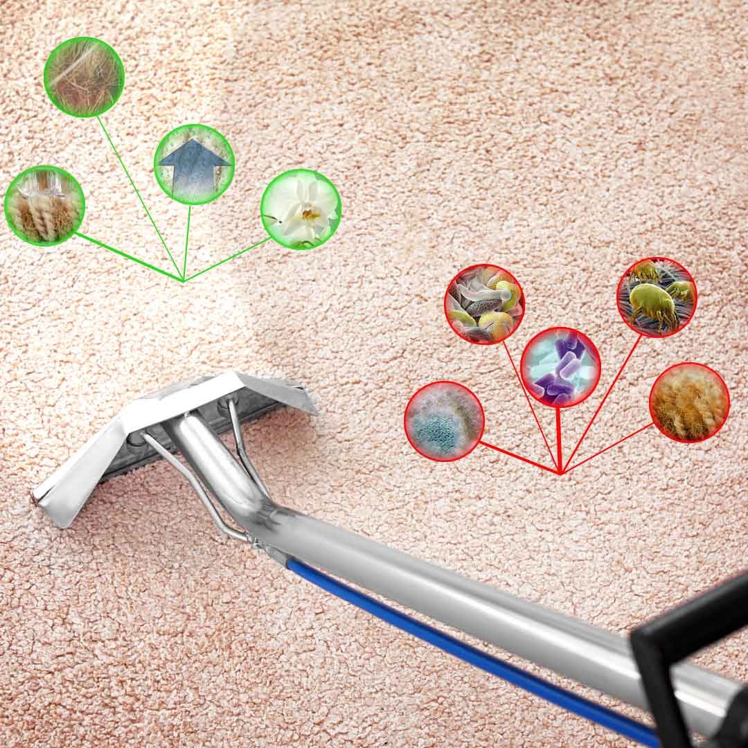 carpet cleaning from allergy&dirty