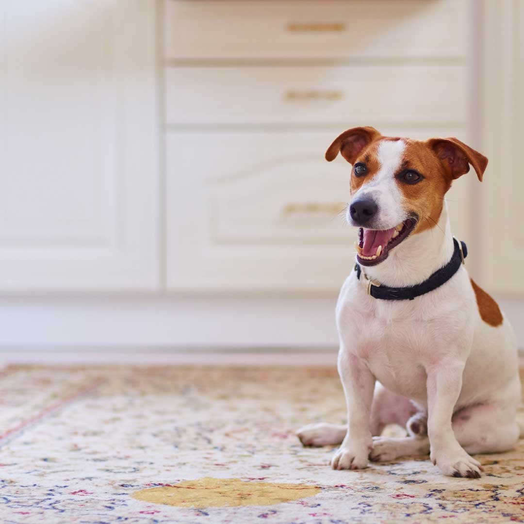 web carpet cleaning from odore and urine
