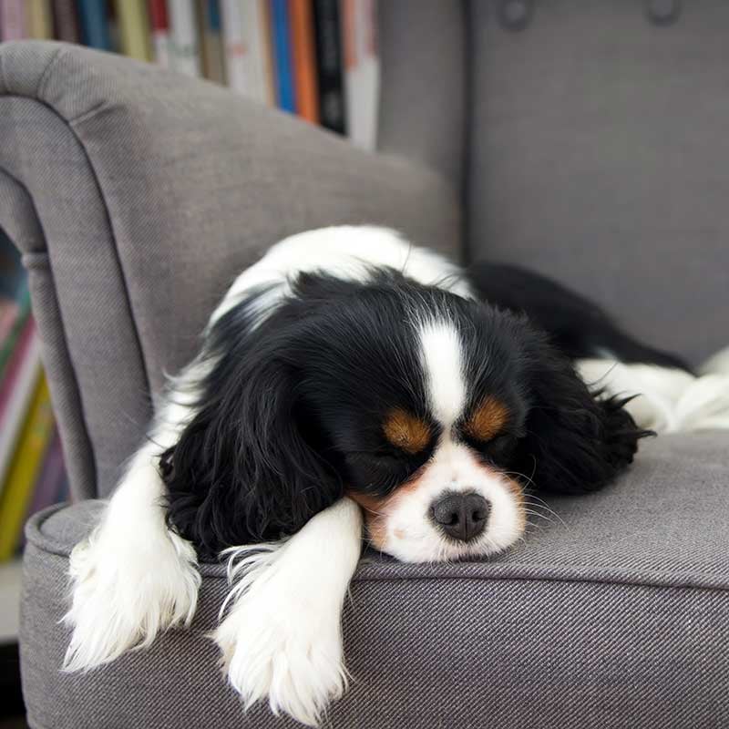 Odor Will Disappear Pets Will Stay